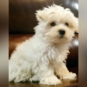 Meet your Posher, Alicia